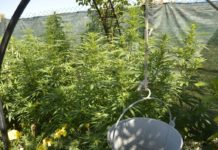 Hachís en Galicia: historia y manufactura artesanal Cultivo exterior de plantas de cannabis junto a un cubo suspendido y una malla de ocultación
