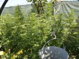 Hachís en Galicia: historia y manufactura artesanal Cultivo exterior de plantas de cannabis junto a un cubo suspendido y una malla de ocultación