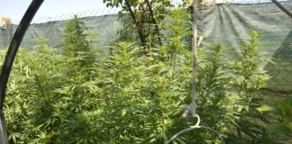 Cultivo exterior de plantas de cannabis junto a un cubo suspendido y una malla de ocultaci&oacute;n