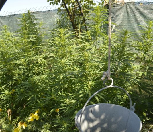 Hachís en Galicia: historia y manufactura artesanal Cultivo exterior de plantas de cannabis junto a un cubo suspendido y una malla de ocultación
