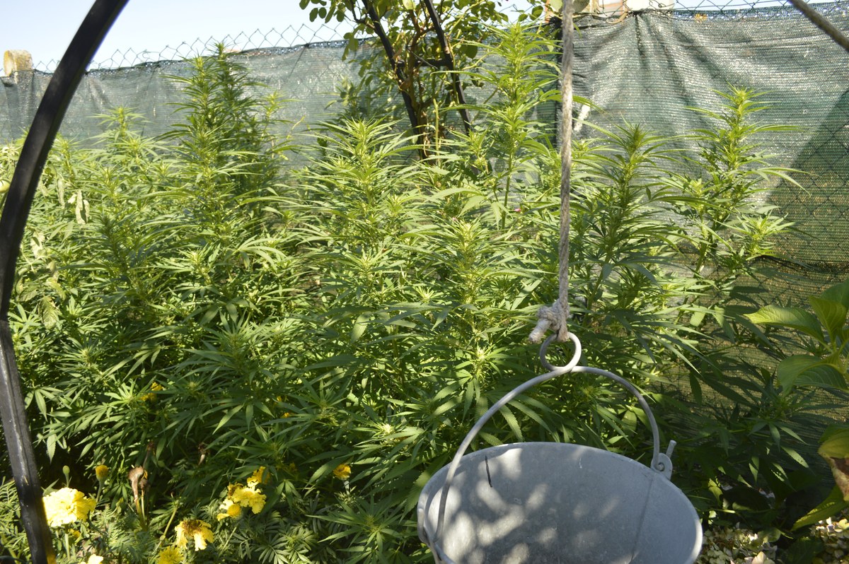 Cultivo exterior de plantas de cannabis junto a un cubo suspendido y una malla de ocultación