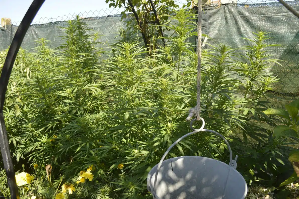 Cultivo exterior de plantas de cannabis junto a un cubo suspendido y una malla de ocultación