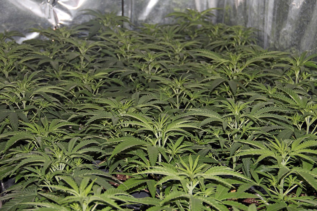 Numerosos esquejes de cannabis en crecimiento dentro de un cultivo de interior