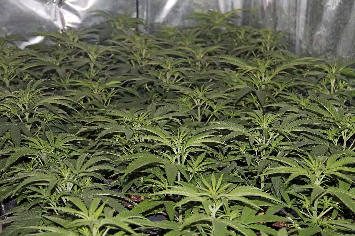 Numerosos esquejes de cannabis en crecimiento dentro de un cultivo de interior