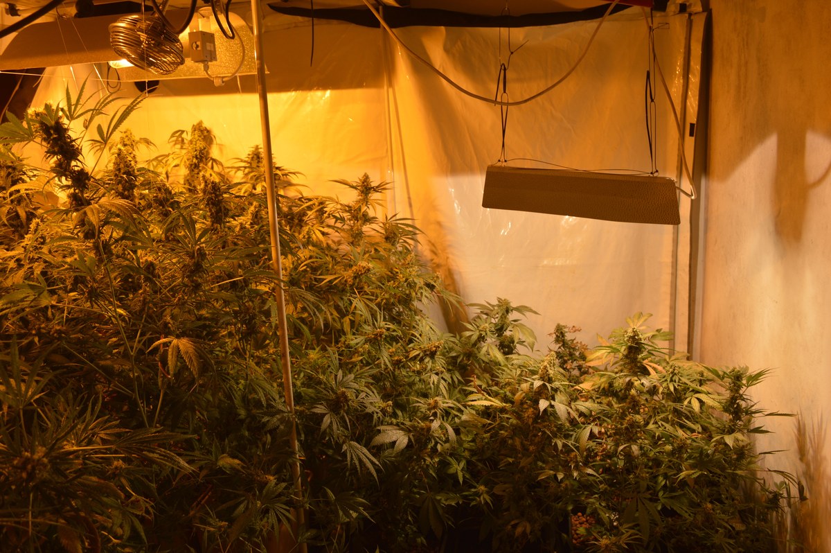 Dos grupos de plantas de cannabis bajo una l&aacute;mpara rectangular suspendida y luz anaranjada