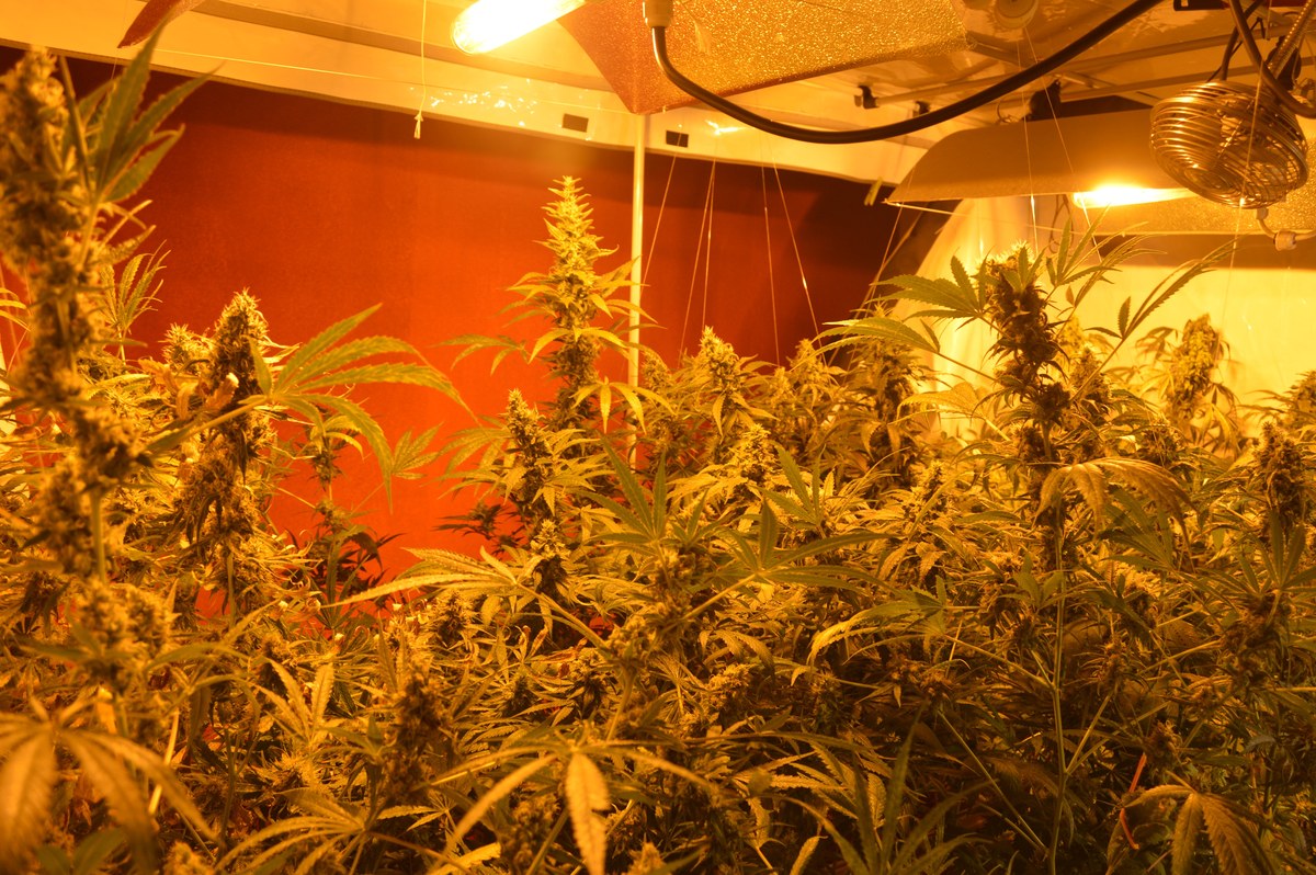 Dosel denso de plantas de cannabis en floraci&oacute;n bajo l&aacute;mparas y reflectores