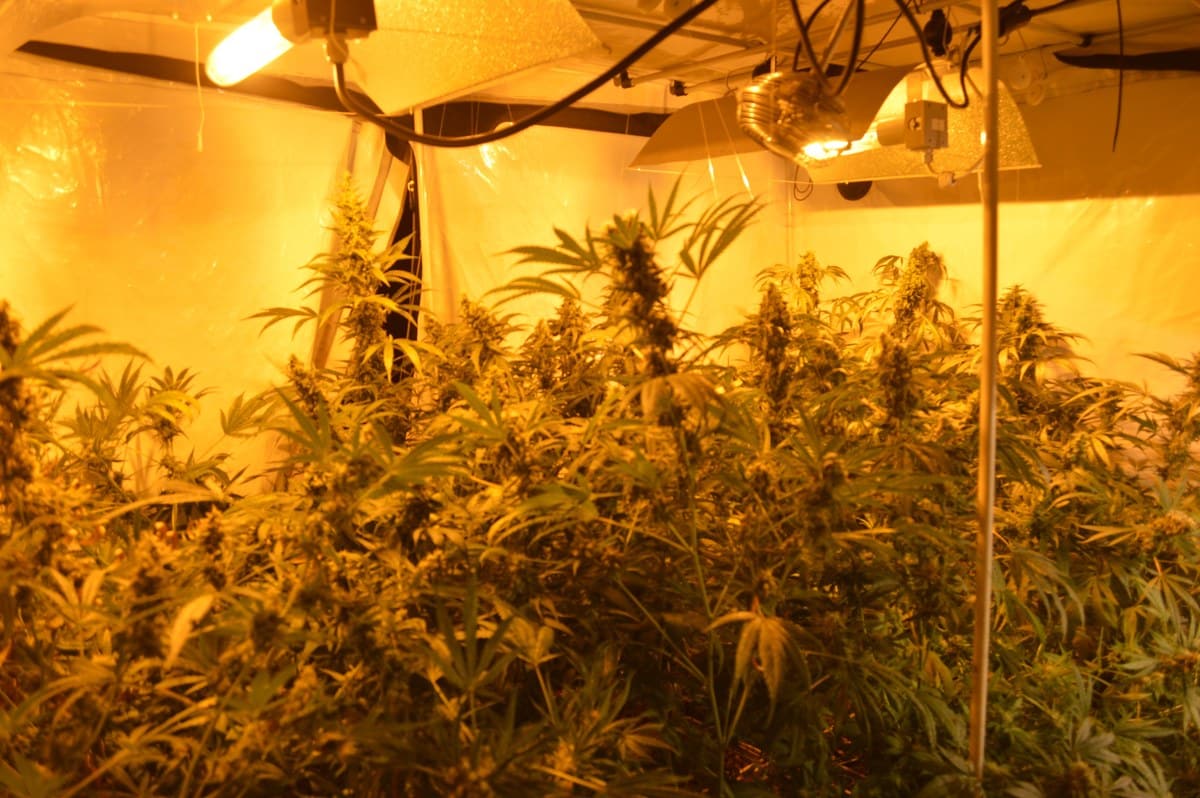 Plantas altas de cannabis iluminadas por varias l&aacute;mparas en un espacio de cultivo interior