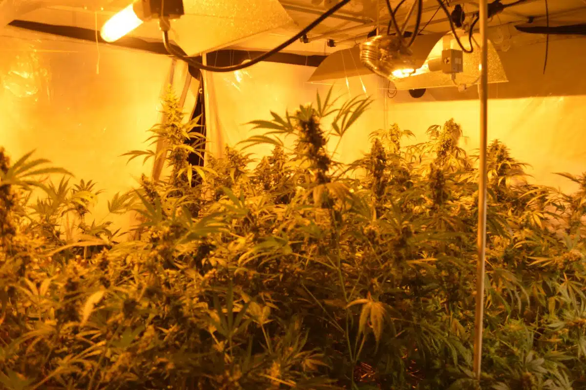 Plantas altas de cannabis iluminadas por varias l&aacute;mparas en un espacio de cultivo interior