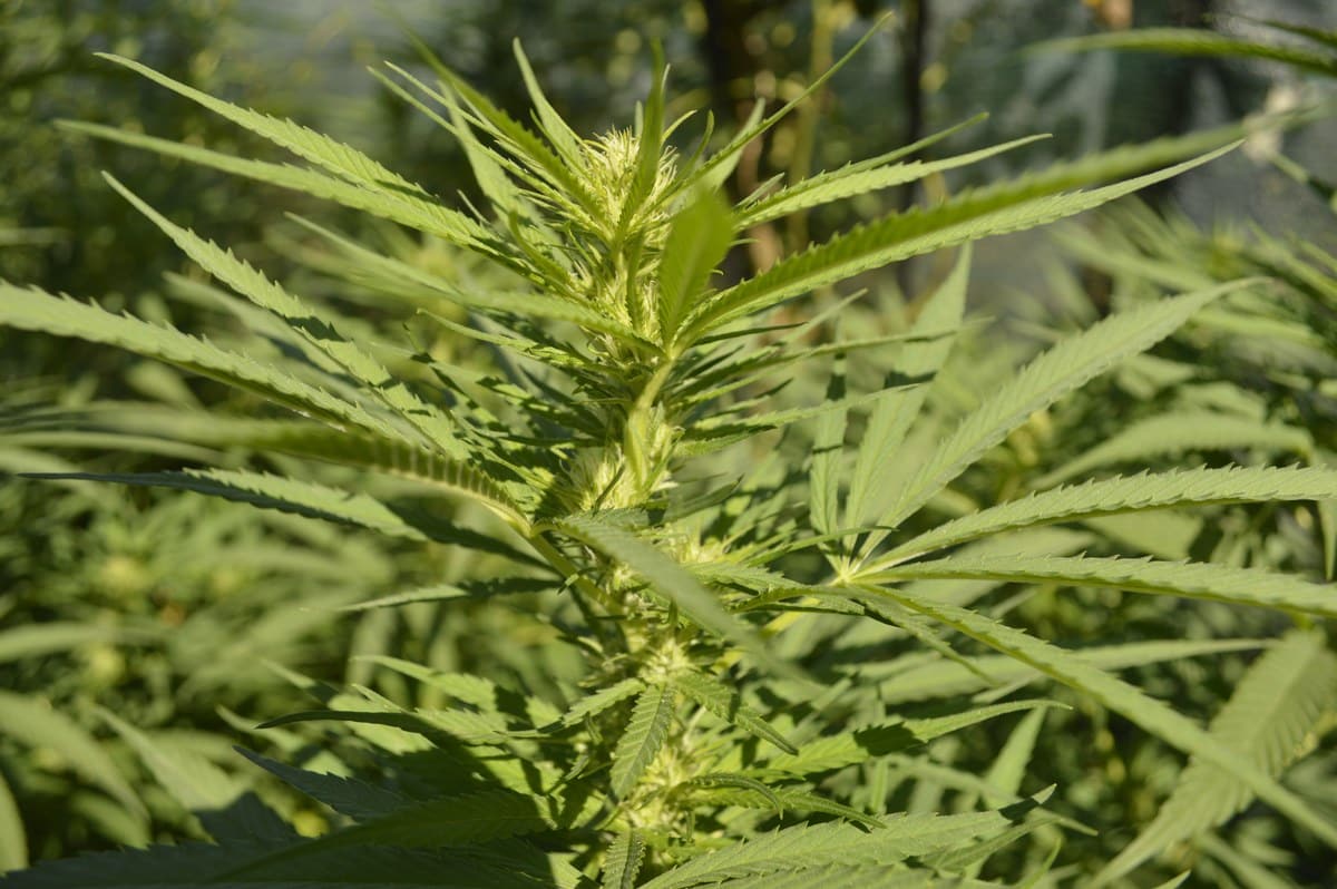 Detalle de una planta de cannabis en floraci&oacute;n entre hojas verdes alargadas