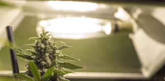 Planta de cannabis en floraci&oacute;n bajo una l&aacute;mpara de cultivo de interior
