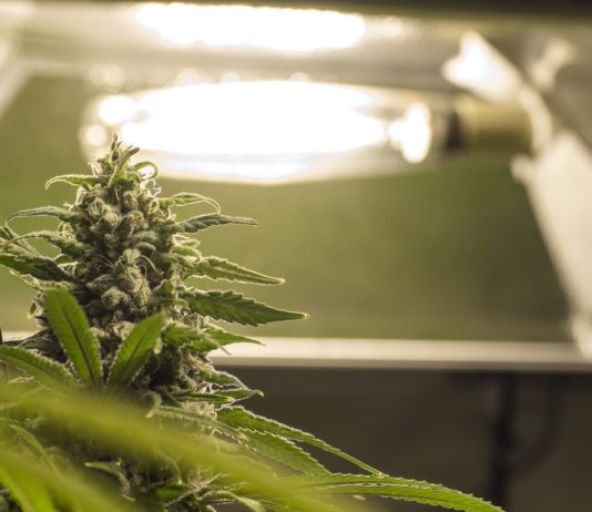 Planta de cannabis en floraci&oacute;n bajo una l&aacute;mpara de cultivo de interior