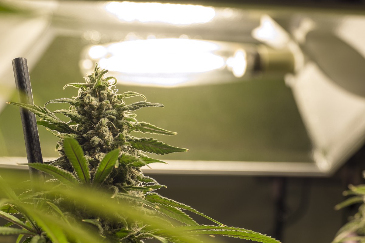 Planta de cannabis en floración bajo una lámpara de cultivo de interior