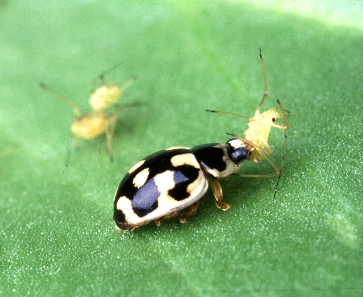 Mariquita de manchas claras alimentándose de un pulgón amarillo sobre una hoja verde.