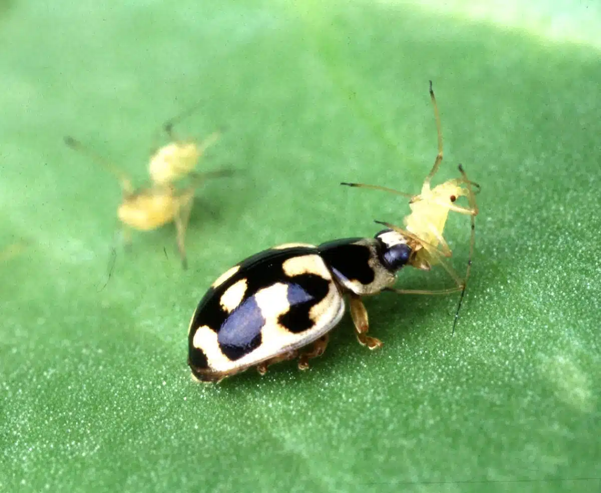 Mariquita de manchas claras alimentándose de un pulgón amarillo sobre una hoja verde.