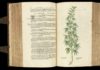 Pharmacotheon de Jonathan Ott: cannabis y enteógenos Libro botánico antiguo abierto con una ilustración detallada de una planta de cannabis