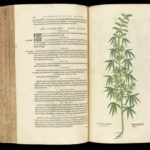 Libro botánico antiguo abierto con una ilustración detallada de una planta de cannabis
