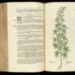 Libro botánico antiguo abierto con una ilustración detallada de una planta de cannabis