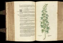 Pharmacotheon de Jonathan Ott: cannabis y enteógenos Libro botánico antiguo abierto con una ilustración detallada de una planta de cannabis