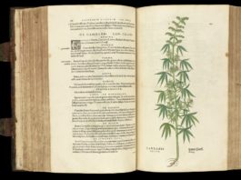 Pharmacotheon de Jonathan Ott: cannabis y enteógenos Libro botánico antiguo abierto con una ilustración detallada de una planta de cannabis
