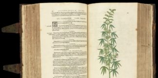 Libro botánico antiguo abierto con una ilustración detallada de una planta de cannabis