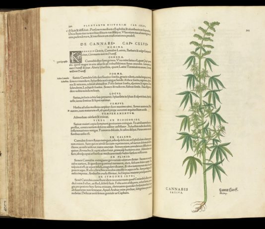 Pharmacotheon de Jonathan Ott: cannabis y enteógenos Libro botánico antiguo abierto con una ilustración detallada de una planta de cannabis