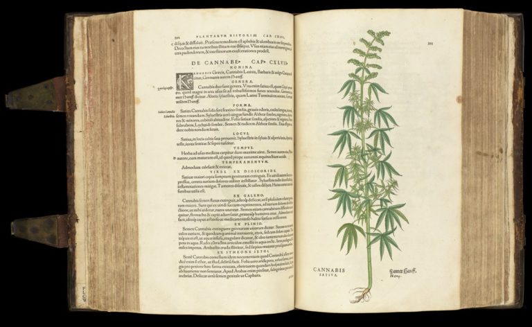 Libro botánico antiguo abierto con una ilustración detallada de una planta de cannabis