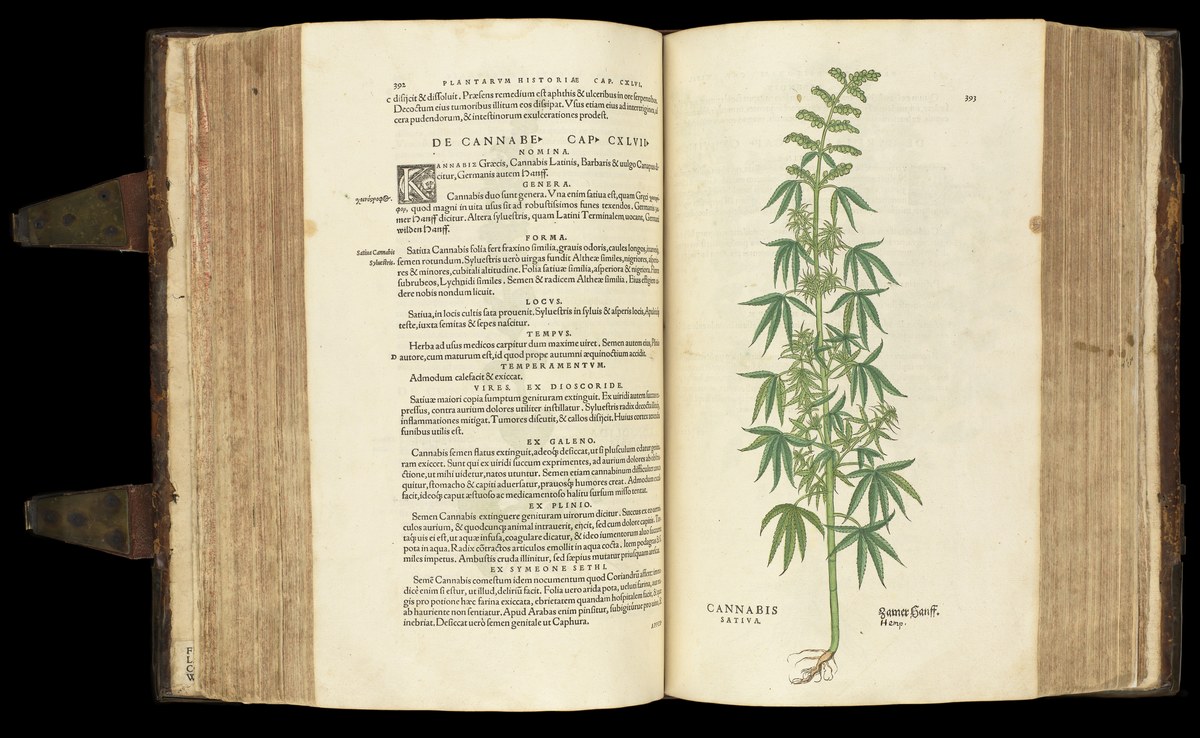 Libro botánico antiguo abierto con una ilustración detallada de una planta de cannabis