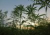 Documentos fiscales y plantas de c&aacute;&ntilde;amo en una mesa de trabajo