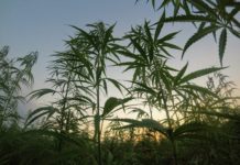Un metaanálisis advierte de interacciones entre CBD y THC Documentos fiscales y plantas de cáñamo en una mesa de trabajo