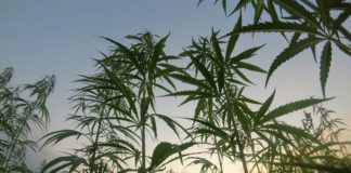Documentos fiscales y plantas de cáñamo en una mesa de trabajo