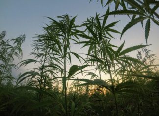 Documentos fiscales y plantas de c&aacute;&ntilde;amo en una mesa de trabajo