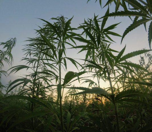 Tennessee calcula un agujero fiscal por restringir el cáñamo Documentos fiscales y plantas de cáñamo en una mesa de trabajo