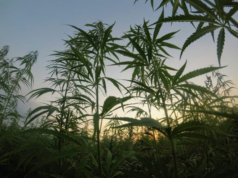 Documentos fiscales y plantas de cáñamo en una mesa de trabajo