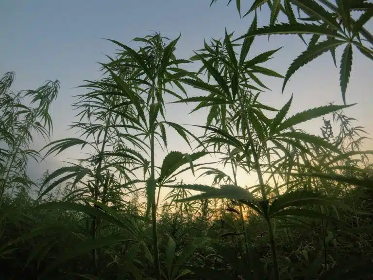 Mostrador farmacéutico relacionado con la regulación del cannabis medicinal en Australia