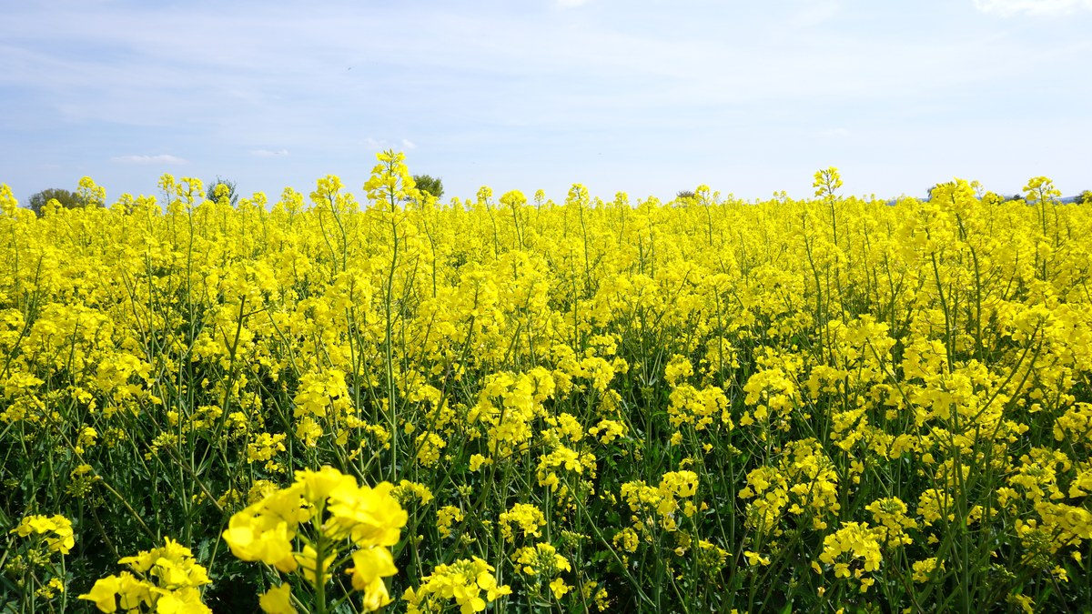 Campo de colza en flor con abundantes flores amarillas bajo un cielo azul claro