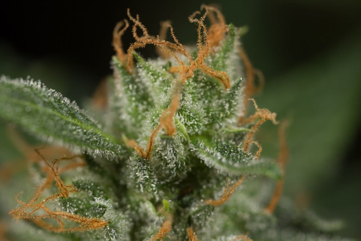 Detalle macro de un cogollo de cannabis con tricomas brillantes y pistilos anaranjados