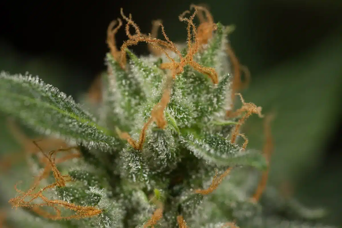 Detalle macro de un cogollo de cannabis con tricomas brillantes y pistilos anaranjados