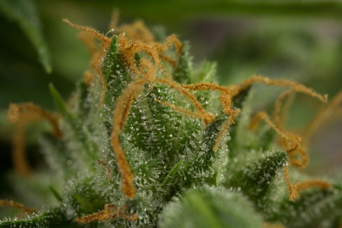Primer plano de hojas y flores de cannabis con tricomas cristalinos y largos pistilos anaranjados