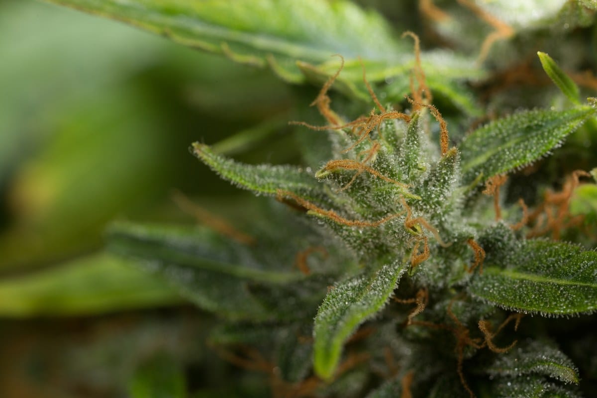 Peque&ntilde;o cogollo de cannabis entre hojas verdes, cubierto de tricomas y pistilos anaranjados