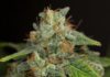 Cannabinoides más allá del THC y el CBD Cogollo de cannabis cubierto de tricomas, con pistilos anaranjados y hojas verdes sobre fondo oscuro