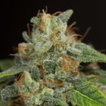 Cogollo de cannabis cubierto de tricomas, con pistilos anaranjados y hojas verdes sobre fondo oscuro