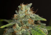 Cannabinoides más allá del THC y el CBD Cogollo de cannabis cubierto de tricomas, con pistilos anaranjados y hojas verdes sobre fondo oscuro
