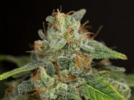 Cannabinoides más allá del THC y el CBD Cogollo de cannabis cubierto de tricomas, con pistilos anaranjados y hojas verdes sobre fondo oscuro