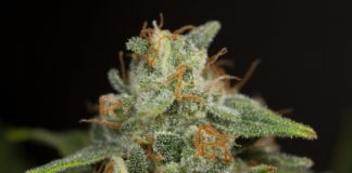 Cogollo de cannabis cubierto de tricomas, con pistilos anaranjados y hojas verdes sobre fondo oscuro