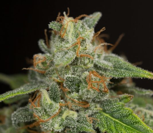 Cannabinoides más allá del THC y el CBD Cogollo de cannabis cubierto de tricomas, con pistilos anaranjados y hojas verdes sobre fondo oscuro