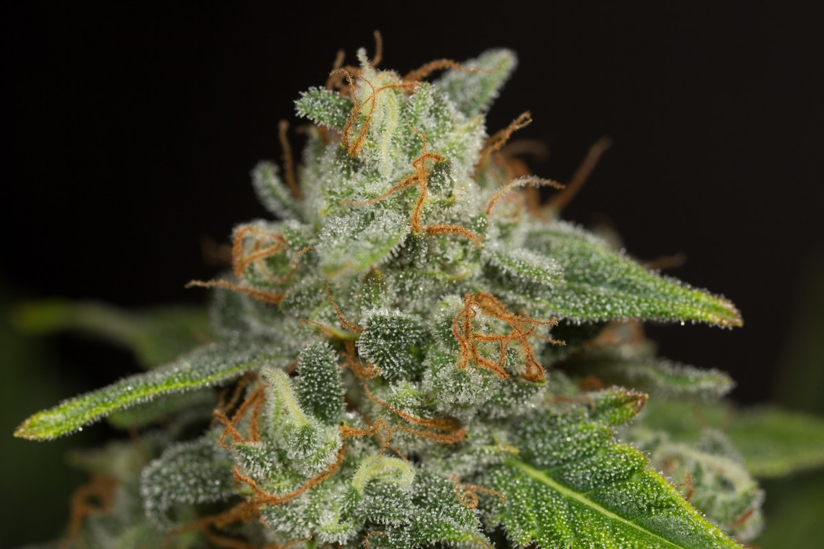 Cogollo de cannabis cubierto de tricomas, con pistilos anaranjados y hojas verdes sobre fondo oscuro