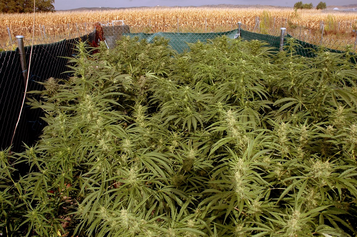 Cultivo de cannabis en floración protegido por una malla y rodeado por un campo seco