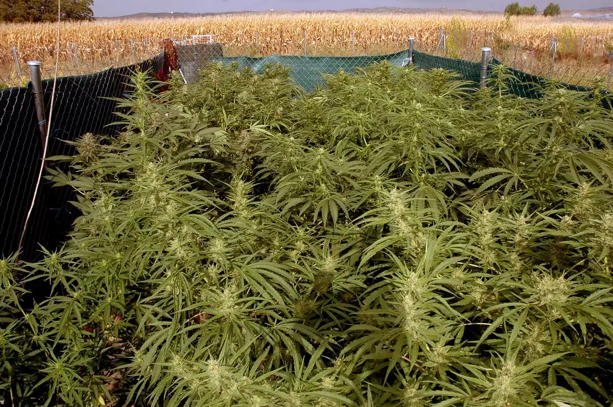 Cultivo de cannabis en floración protegido por una malla y rodeado por un campo seco