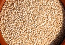 Cannabis crudo: cultivo y formas de consumo Granos de quinoa cruda llenan un cuenco de madera visto desde arriba.