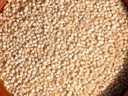 Cannabis crudo: cultivo y formas de consumo Granos de quinoa cruda llenan un cuenco de madera visto desde arriba.